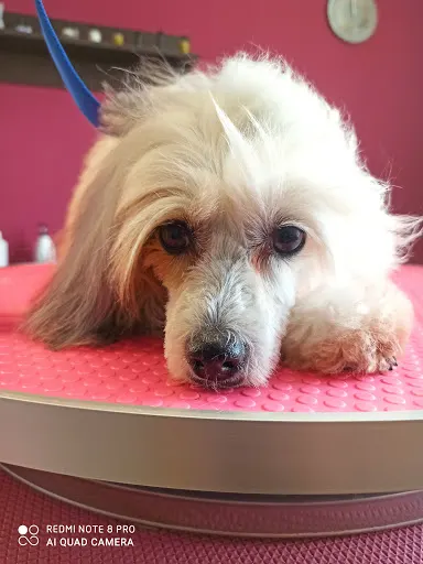 Psistanek Piękna Psi Fryzjer Pszów Salon Dla Psów Groomer